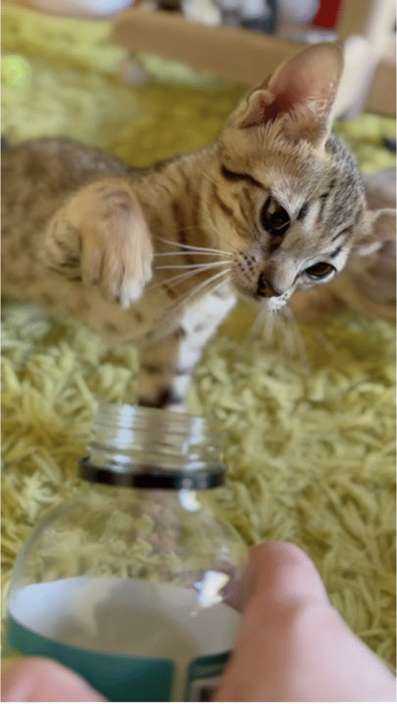 Magic Elixir screenshot 2025 11 26 at 12.23.51 am